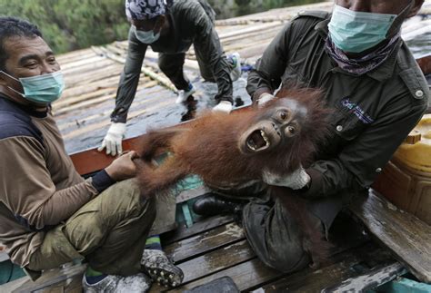 Group works to rescue Borneo’s threatened orangutans | The Spokesman-Review