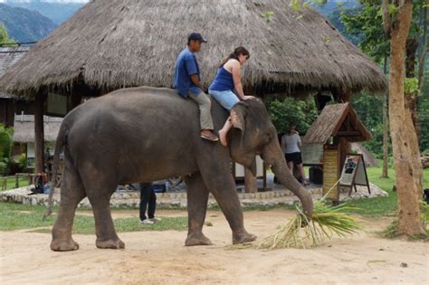 Mahout Experience at Elephant Village • EXPLORE LAOS