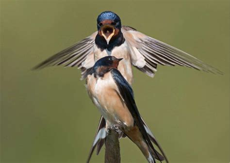 Barn Swallow Behavior - AnimalBehaviorCorner