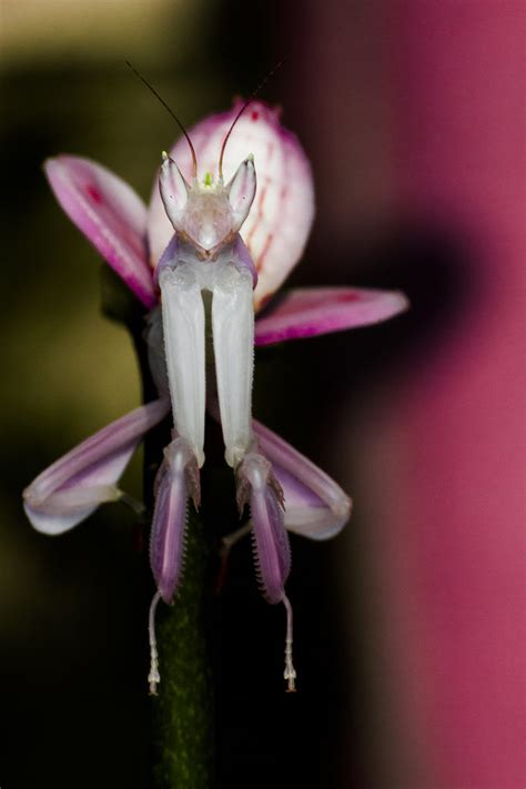 Mystery Creature revealed – the Orchid Mantis – Dr. How's Science Wows