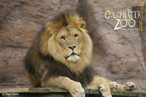 Colchester Zoo Events in Colchester, Essex.