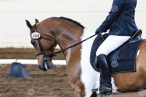 Horse Show Dressage Competition Stock Image - Image of equestrian ...