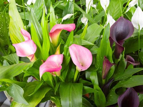 Learn How To Grow And Care For Calla Lily Flowers