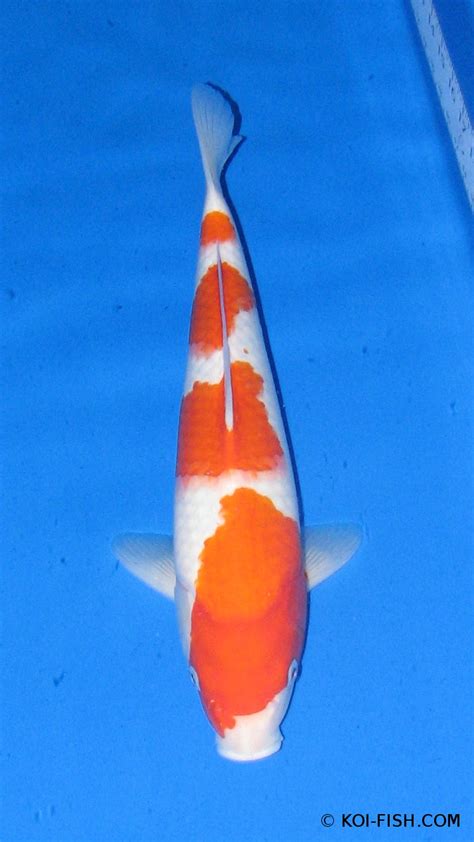 Kohaku Koi | Koi Fish Information