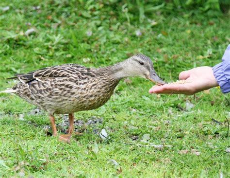 Feeding Ducks: A Guide - Backyard Animals