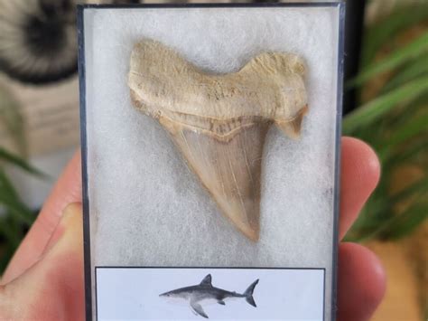 Otodus obliquus Shark Tooth (1.88inch) #05