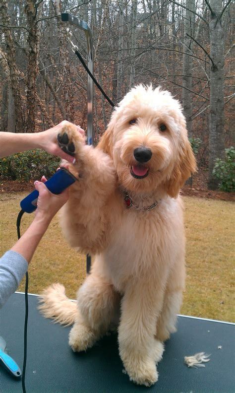 Pin by Audrey Bailey on All things pup | Goldendoodle haircuts ...