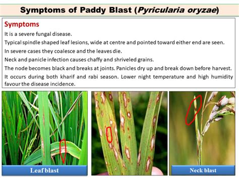 Symptoms of Paddy Blast (Pyricularia oryzae) Disease