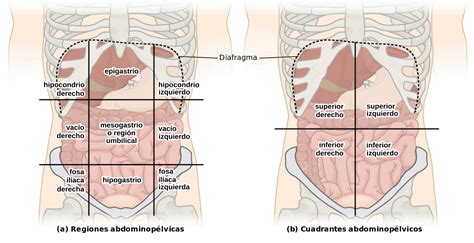 Regiones abdominales 🔹Paradigmia