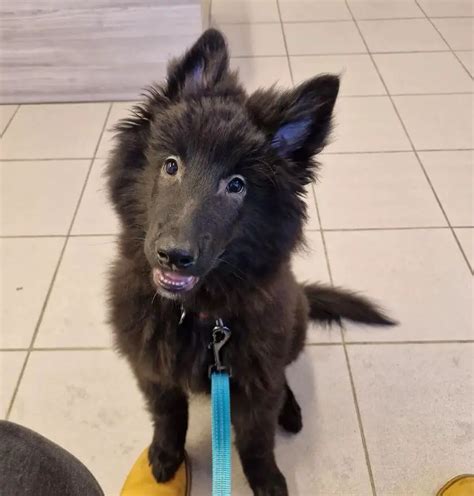 15 Photos Of Belgian Sheepdog Puppies That Make Everyone Fall In Love - ilovedogscute.com