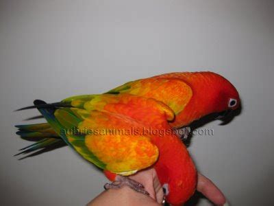 Aubrie's Animals: SUN CONURE BREEDING