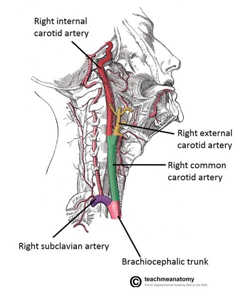 Major Arteries of the Head and Neck - Carotid - TeachMeAnatomy