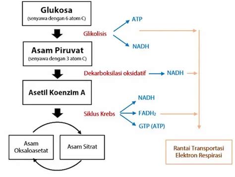 Perhatikan bagan tahap respirasi aerob berikut!