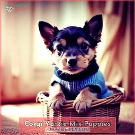 Corgi Yorkie Mix: All You Need to Know - 2023