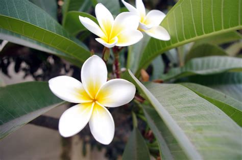 Beautiful Frangipani Flowers Free Stock Photo - Public Domain Pictures