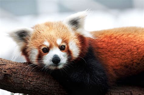 Red Pandas Are Actually 2 Separate Species