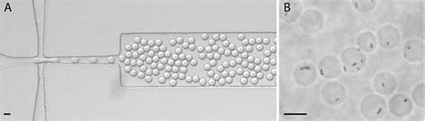 Figure 2 from Interfacing picoliter droplet microfluidics with ...