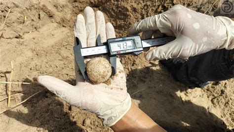 Sea Turtle Eggs Found on Beach in Phang Nga - The Phuket Express