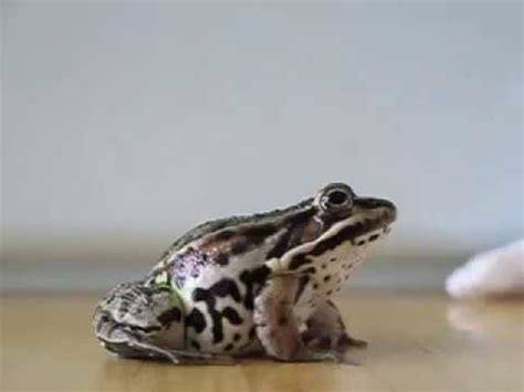 Frog jumps. Slow motion! - YouTube