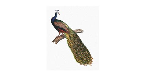 The Peacock Symbolism Canvas Print | Zazzle