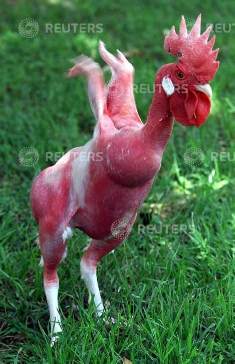 featherless chicken - Ecosia