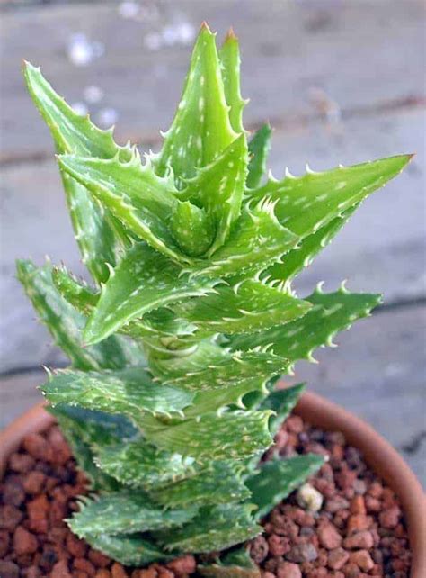 Aloe juvenna - Tiger Tooth Aloe | Sublime Succulents