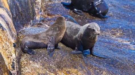 Seals entangled in fishing nets rescued in South Africa (VIDEO)