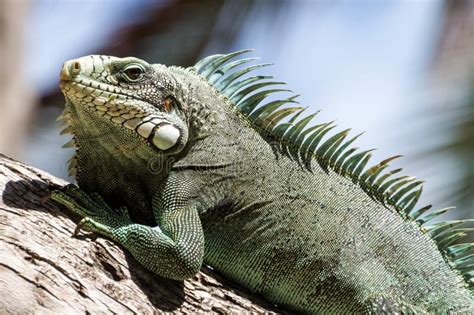 Green Iguana lizard. stock photo. Image of primitive - 76330072