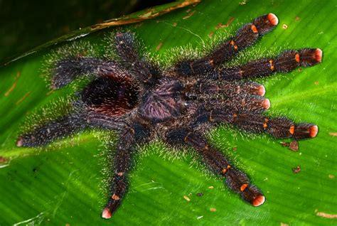 Pink-toed tarantula (Avicularia avicularia) | Colombian Amaz… | Art ...