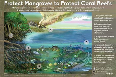 Mangrove_Biodiversity | Mangrove, Scuba diving quotes, Scuba diving magazine