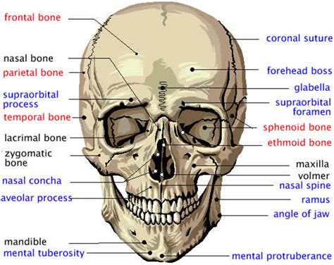 Dentistry and Medicine: Maxillofacial Trauma-Lecture note with ...