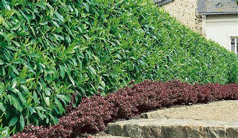 Fast-Growing Hedges for Privacy | InstantHedge Blog