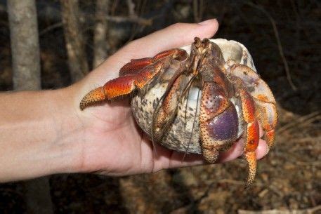 Coral Reef Photos » Crabs + Shrimp + Lobsters | Hermit crab, Crab, Purple pincher