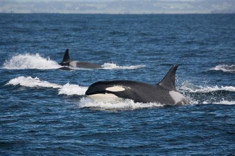 Killer Whales In Their Natural Habitat - Killer Whale Facts and Information