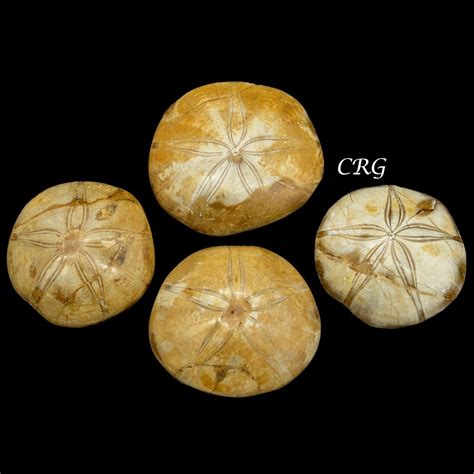 Sand Dollar Fossil 1 LB. – Crystal River Gems