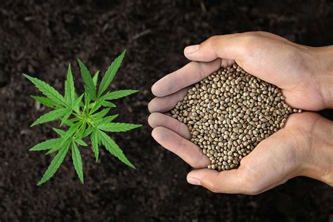 Growing Marijuana Sucessfully : Grower's Guide | Crop King Seeds