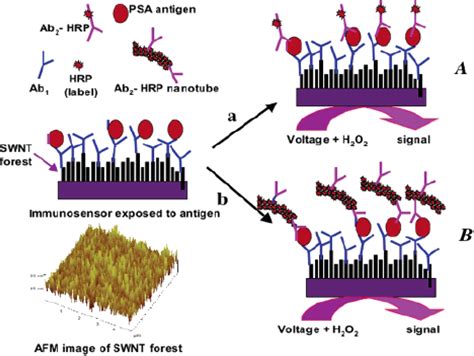 Sensors | Free Full-Text | Electrochemical Sensors Based on Carbon Nanotubes