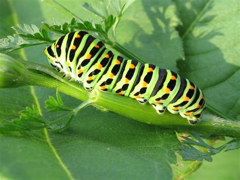 Caterpillar Identification Guide: Find Your Caterpillar With Photos and ...