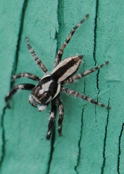 Jumping Spider 3 - Menemerus bivittatus - BugGuide.Net