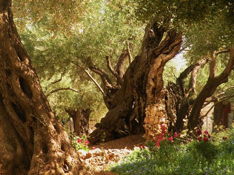 A Pinch of Salt: July 2010 | Garden of gethsemane, Tree, Mount of olives