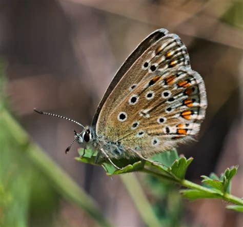 Adonis blue - Facts, Diet, Habitat & Pictures on Animalia.bio