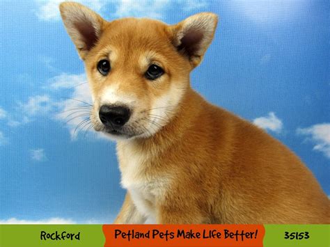 Shiba Inu-DOG-Male-Red-3191704-Petland Pets & Puppies Chicago Illinois