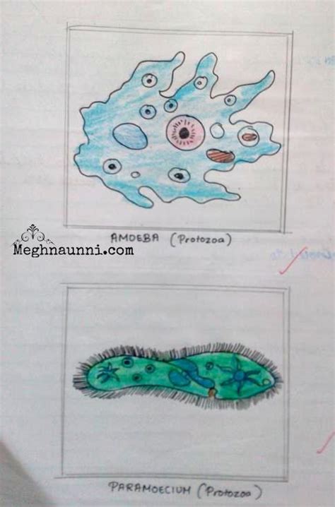 Some Diagrams for Biology CBSE Class 8 – Meghnaunni.com