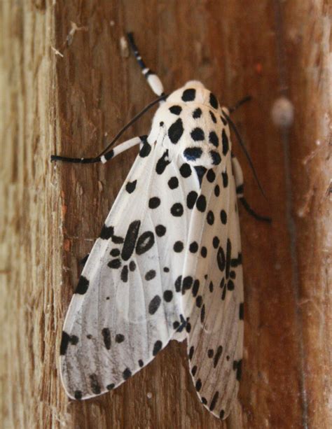 The Öko Box: White Moth with Black Spots