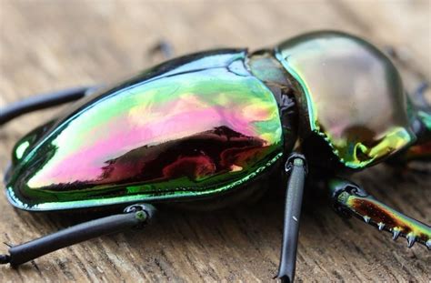 Rainbow Stag Beetle Steals the Show With Incredible Colors | Featured ...