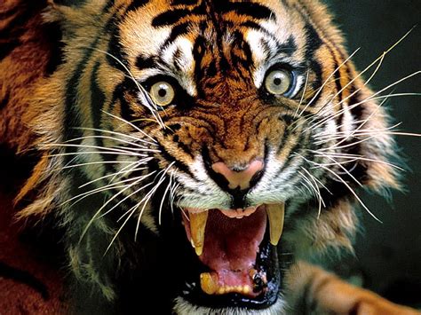 : angry tiger, Angry Face HD wallpaper | Pxfuel