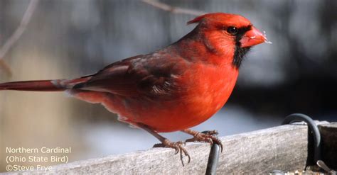 Northern Cardinal Ohio State Bird − Cardinalis cardinalis | Wild birds, Pet birds, Bird