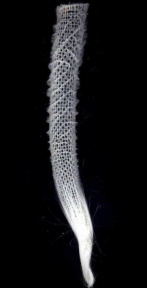 Euplectella-aspergillum | Biomimicry architecture, Diatom, Flora and fauna