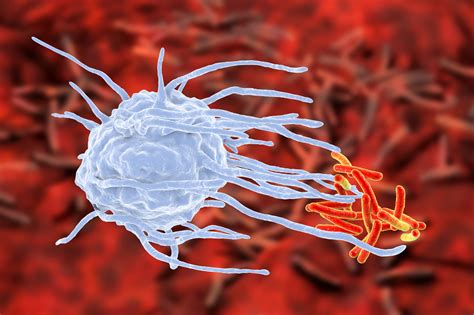 Dual origins of tissue macrophages