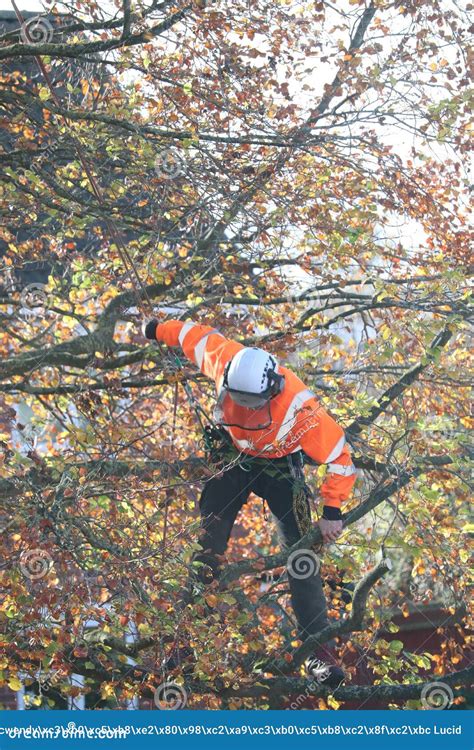 Tree Feller Tree Surgeon Safety at Work Stock Image - Image of tree ...